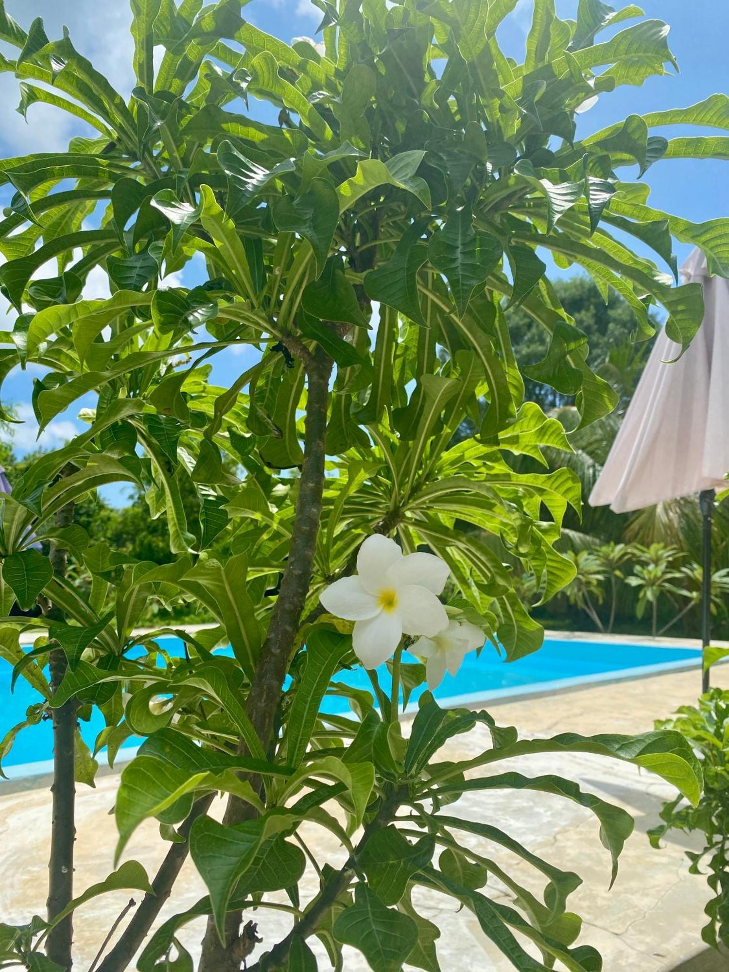 Embe Lodge Kizimkazi Ngoại thất bức ảnh